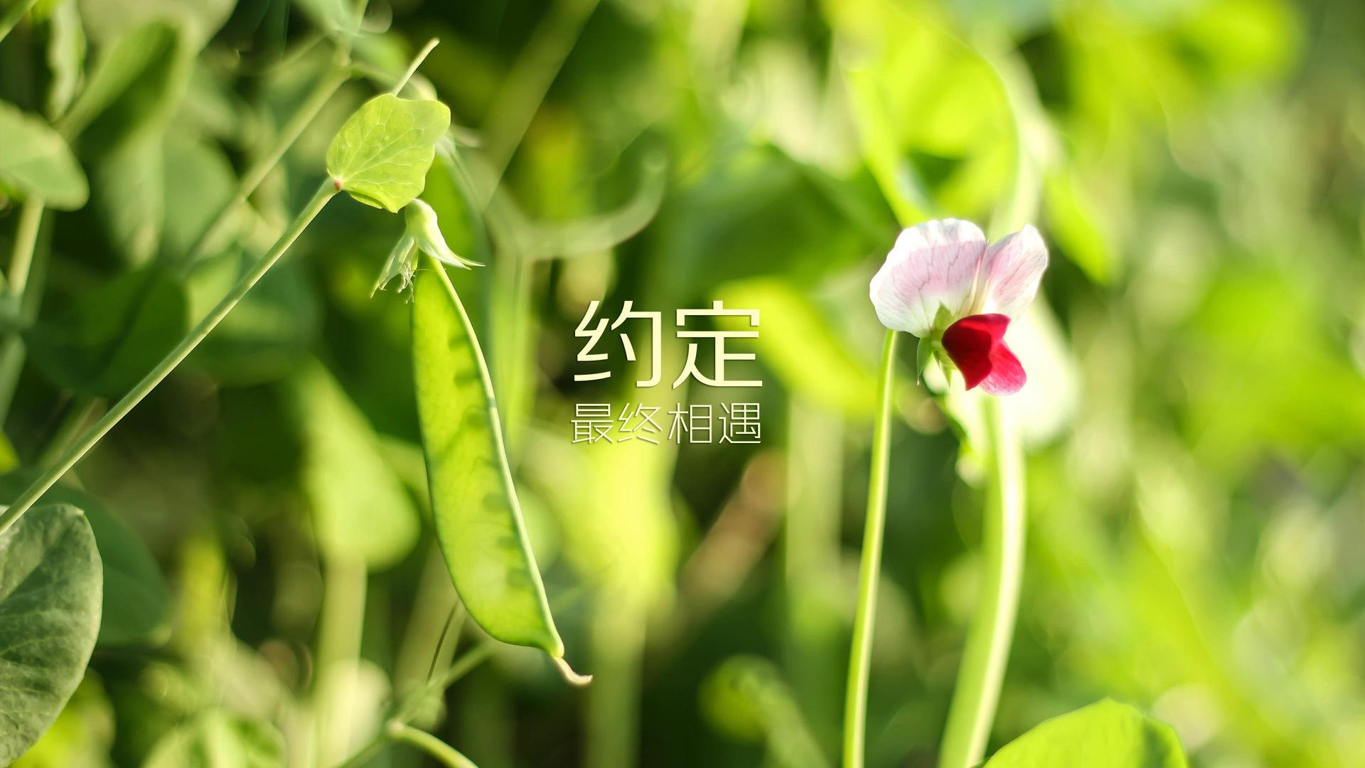 AYX体育-德甲球队利用脑电反馈优化专注力和反应速度，脑电专注力训练