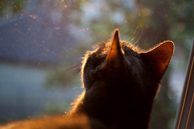爱游戏-中国女篮积极总结比赛经验，中国女篮分析