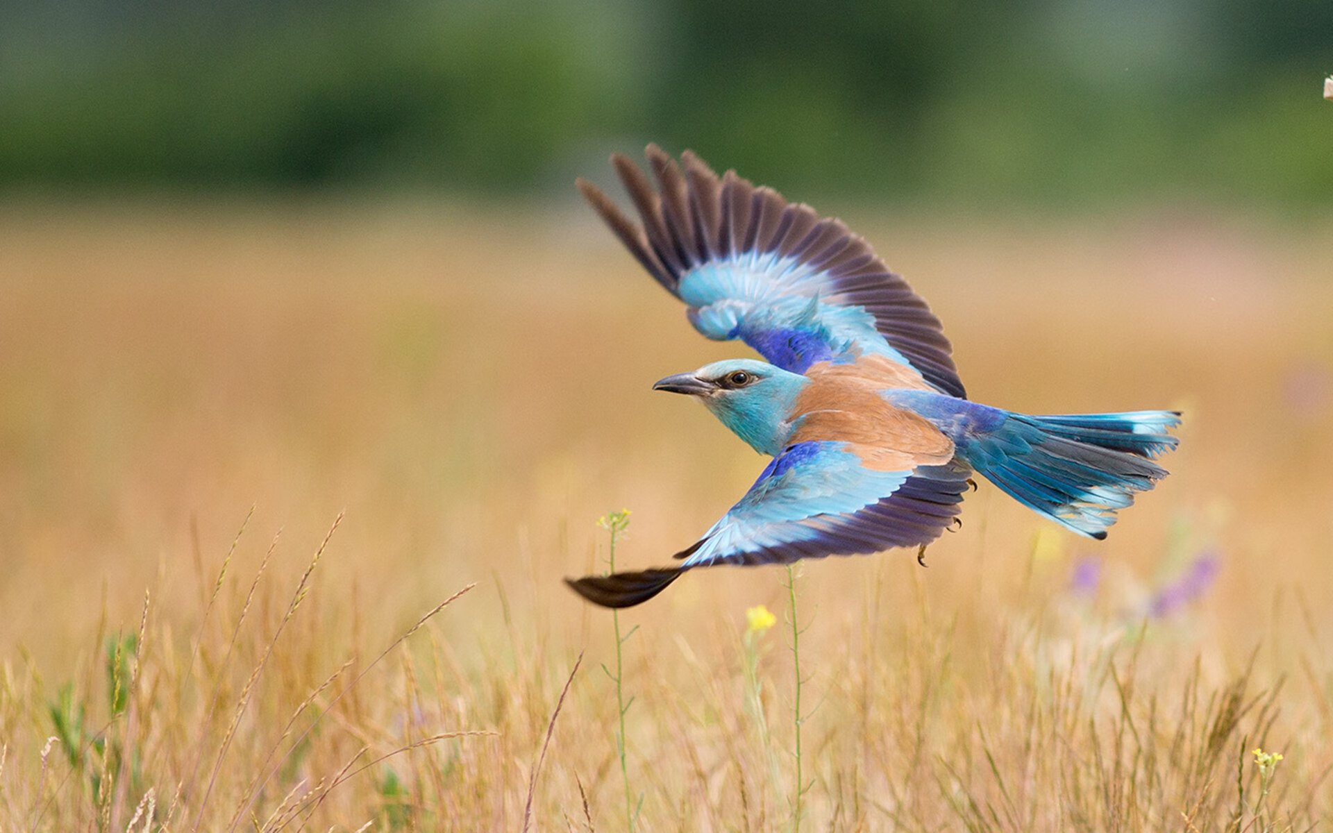 自2002后阿尔及利亚未再参加世界杯,阿尔及利亚进过世界杯吗