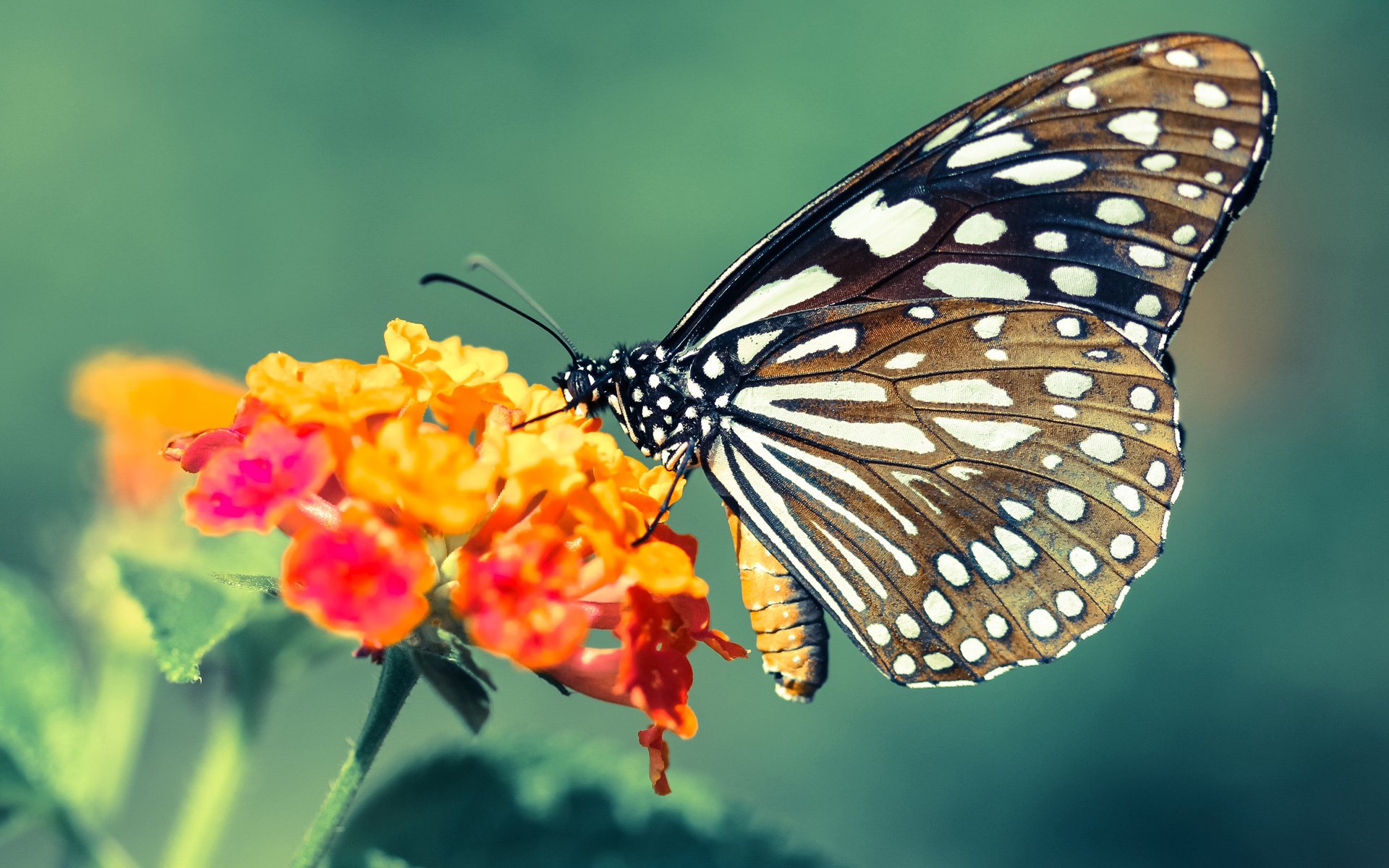 青训中锋技术细化是否已被忽视，中锋特训什么