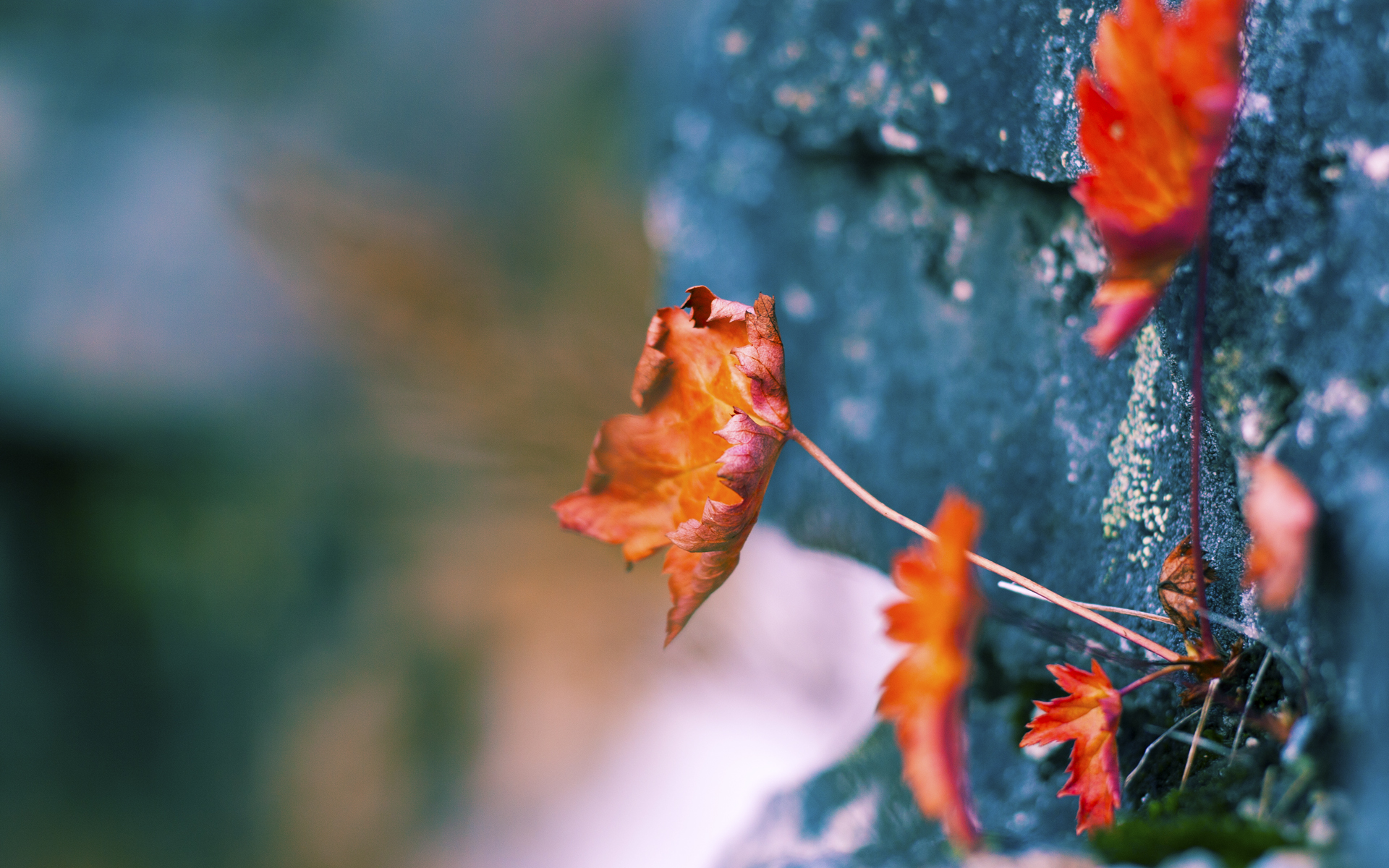 -雷恩传控结合打出流畅比赛走势，雷恩ds