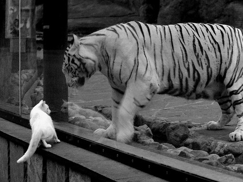 马竞战术执行力强，博塔弗戈需谨慎应对，马竞客场0-0战平十人赫塔菲