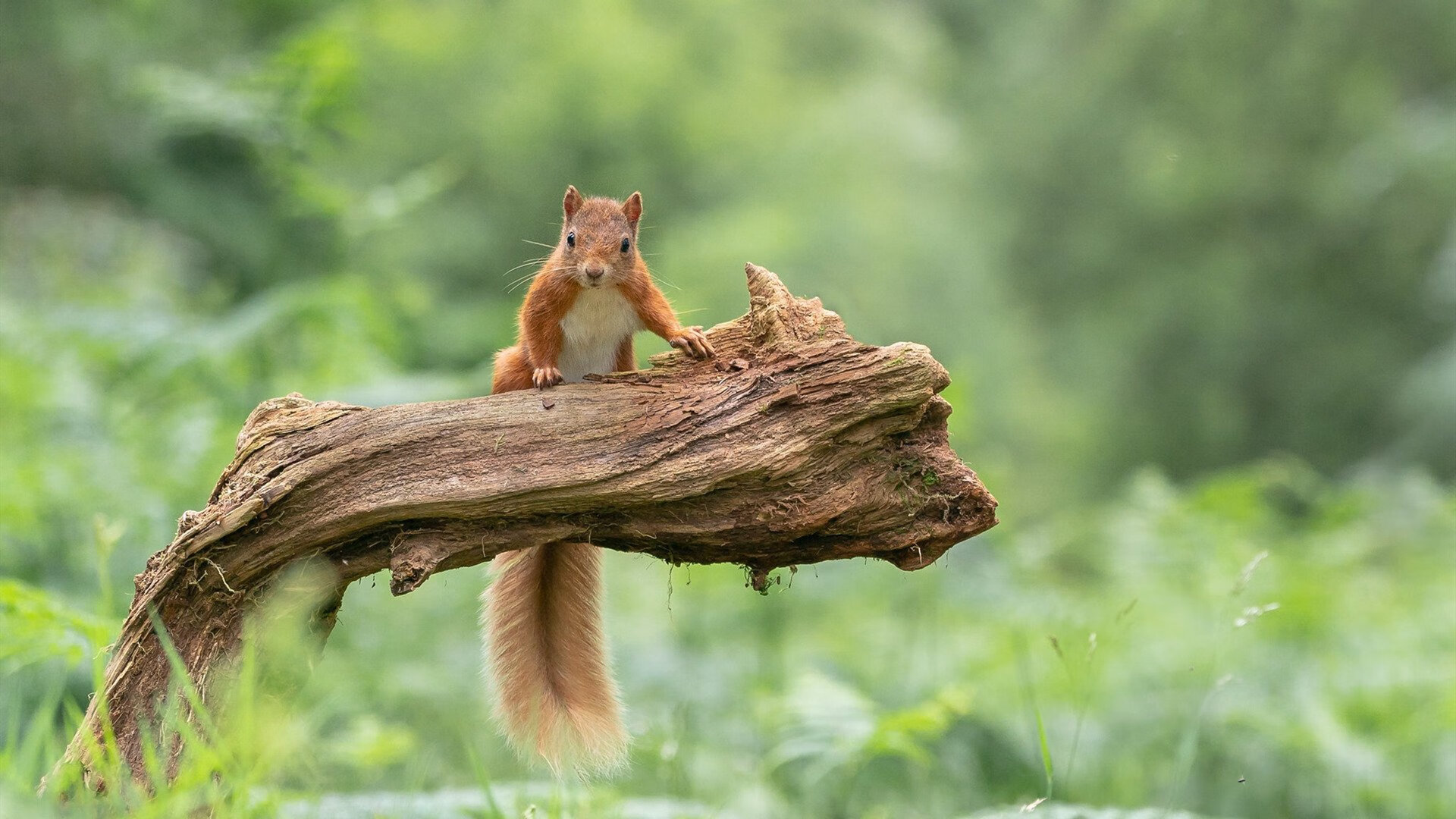 爱游戏官方网站-C罗击中横梁错失绝杀机会，c罗打比赛
