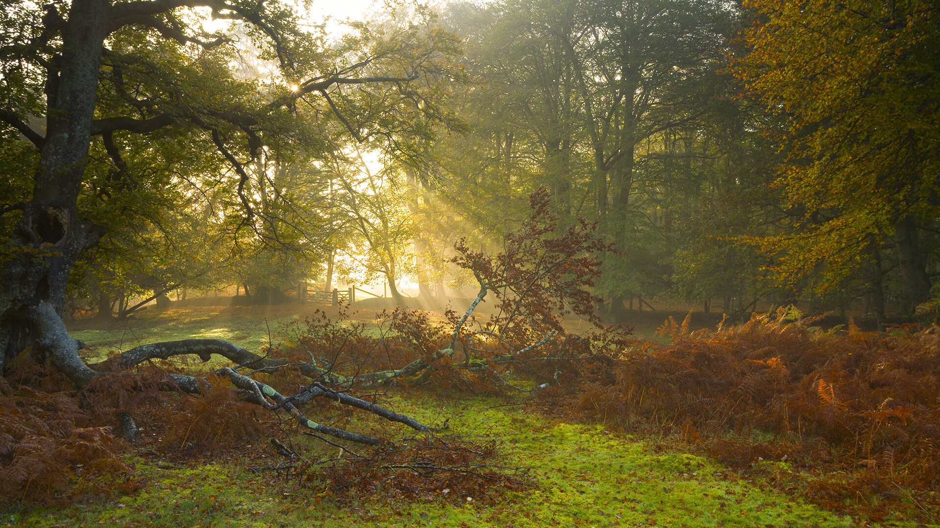 世界杯历史经典：难忘的瞬间串联成传奇，世界杯史话