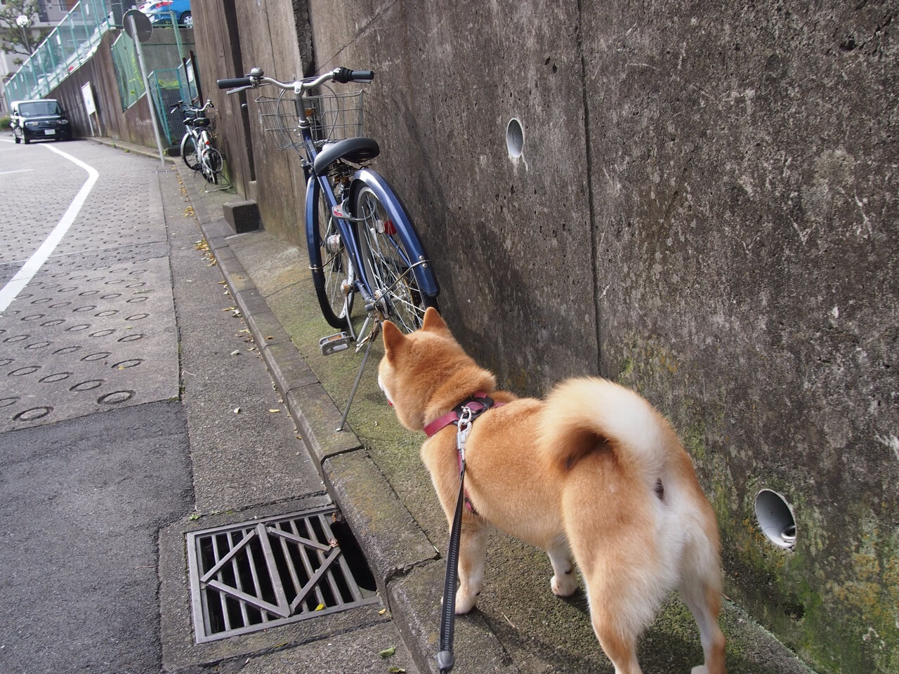 中超联赛数据分析师成为球队后勤核心岗位，中超数据网