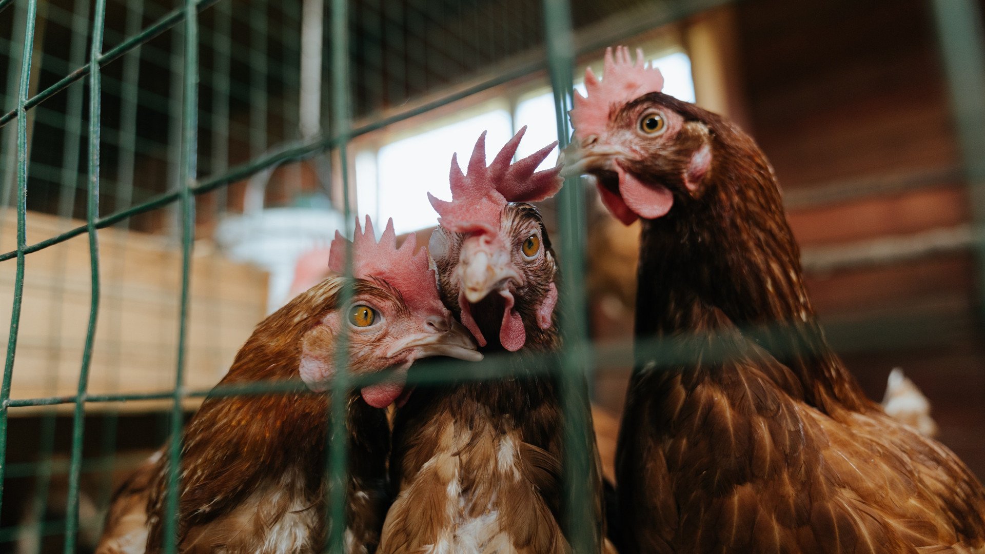 森林狼主场布景焕然一新增强品牌识别度，森林狼logo