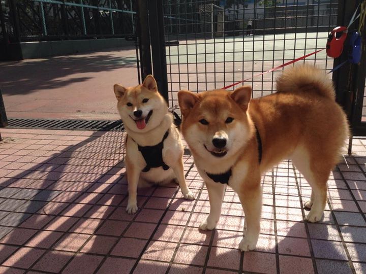 欧洲杯战术奇兵:变化创造奇迹!,2021欧洲杯战国