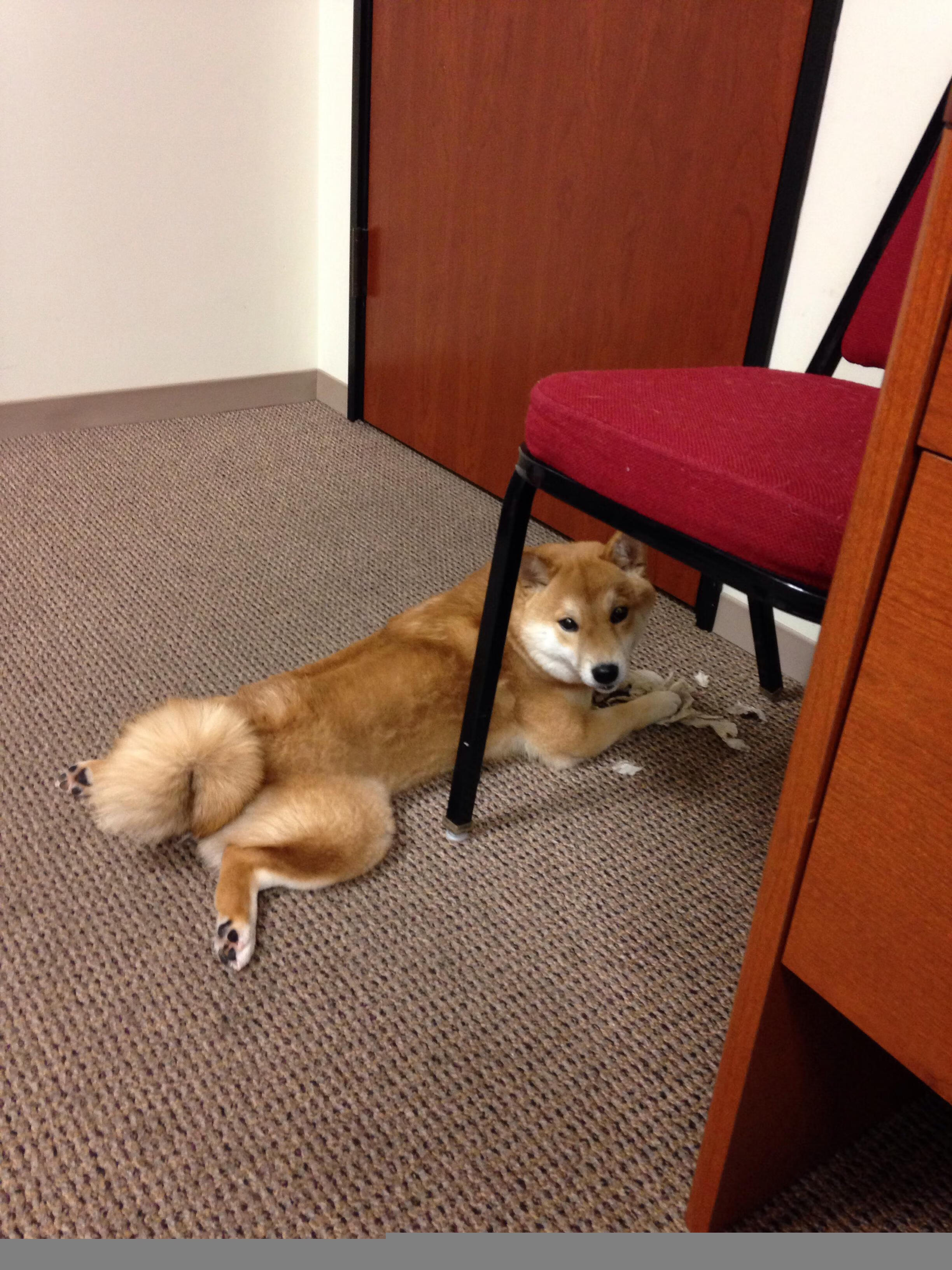 AYX GAMING-法甲未来之星：新苗破土，竞技实力爆发！，2020足球未来之星