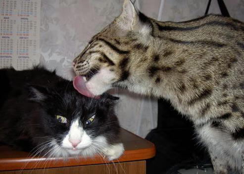 爱游戏体育平台-西甲传奇再续：经典瞬间永不褪色！，西甲传奇前锋